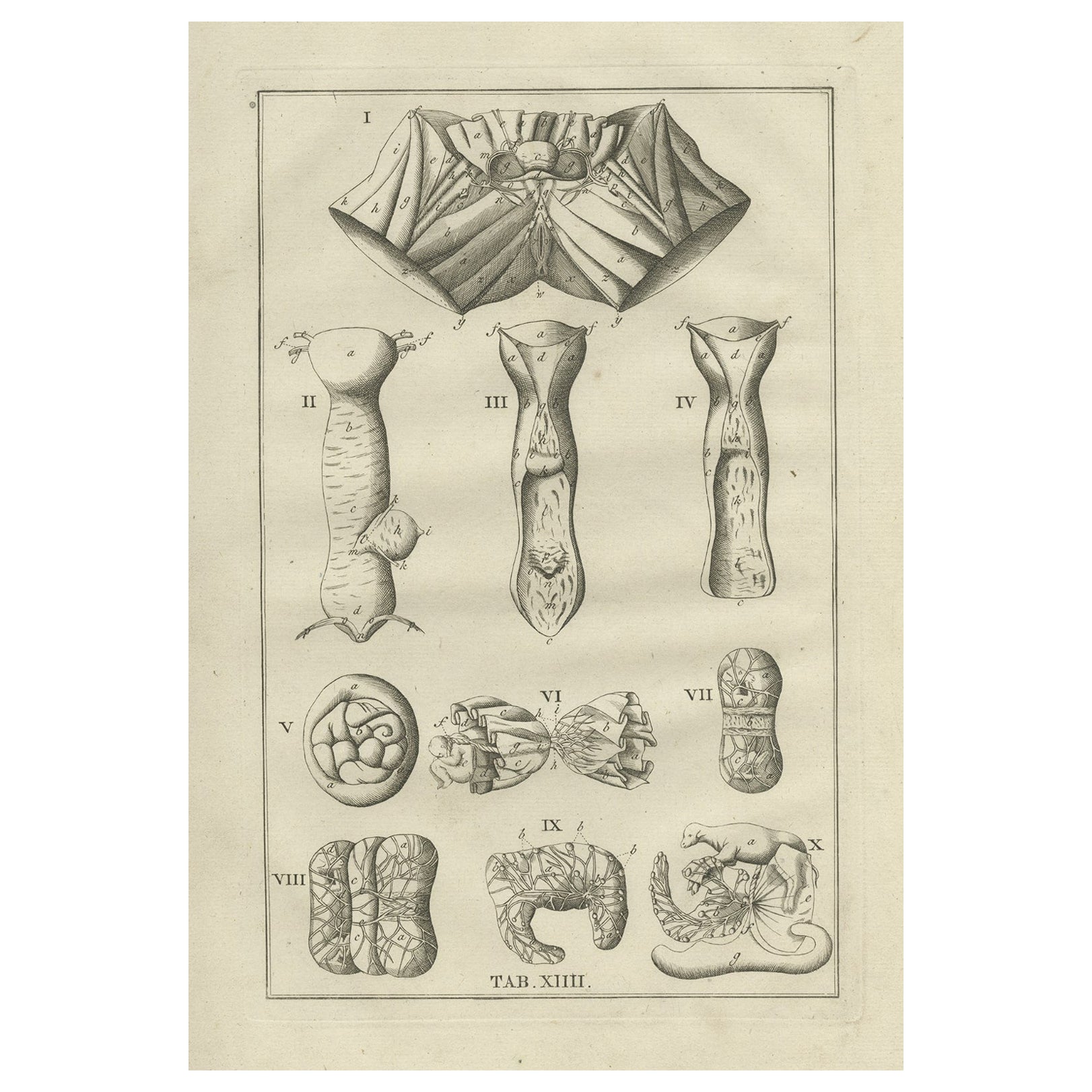 Antique Anatomy Print of the Female Reproductive Organs, 1798 For Sale