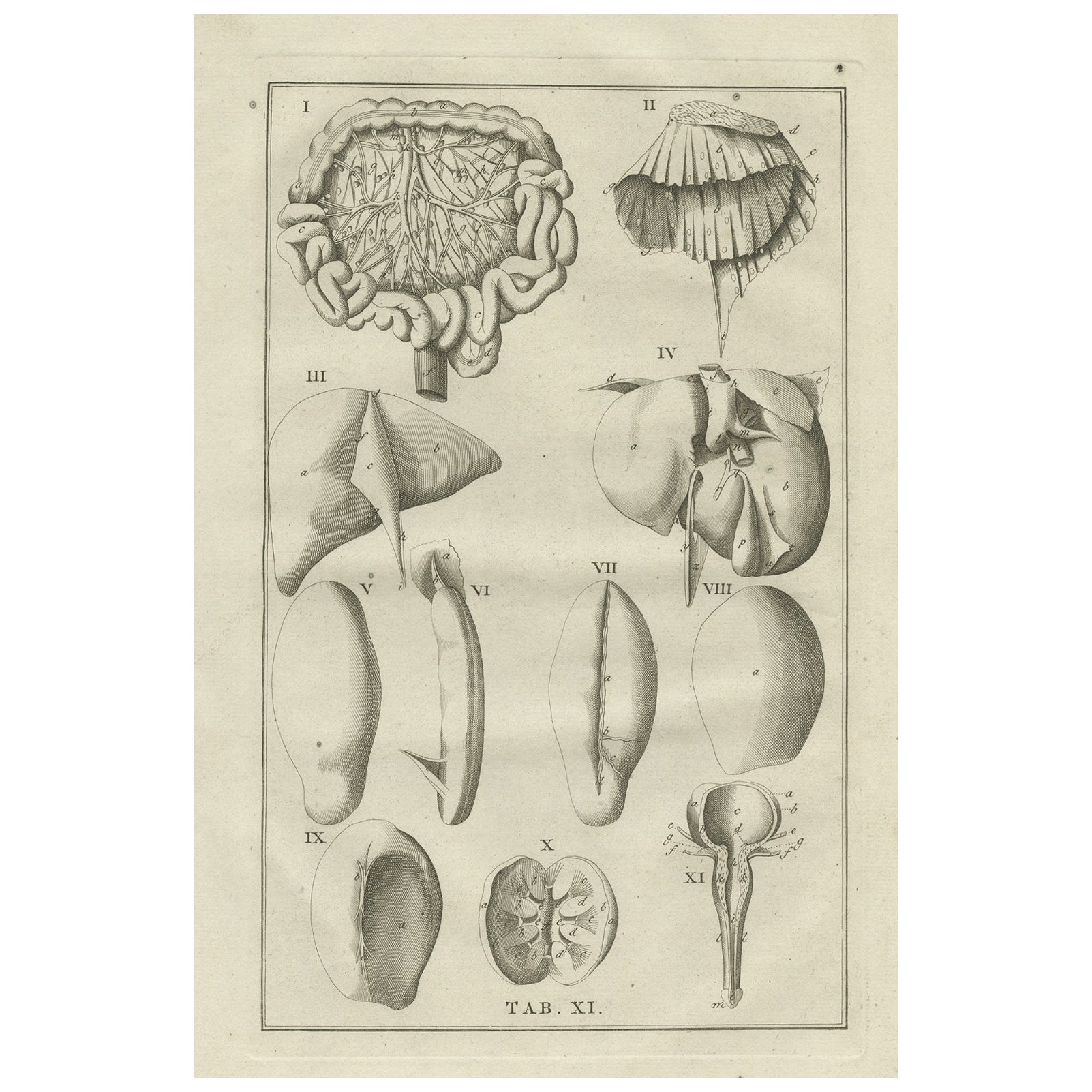 Antique Anatomy Print of Various Organs, 1798 For Sale