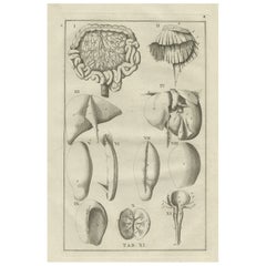 Impression antique d'anatomie d'organes divers, 1798
