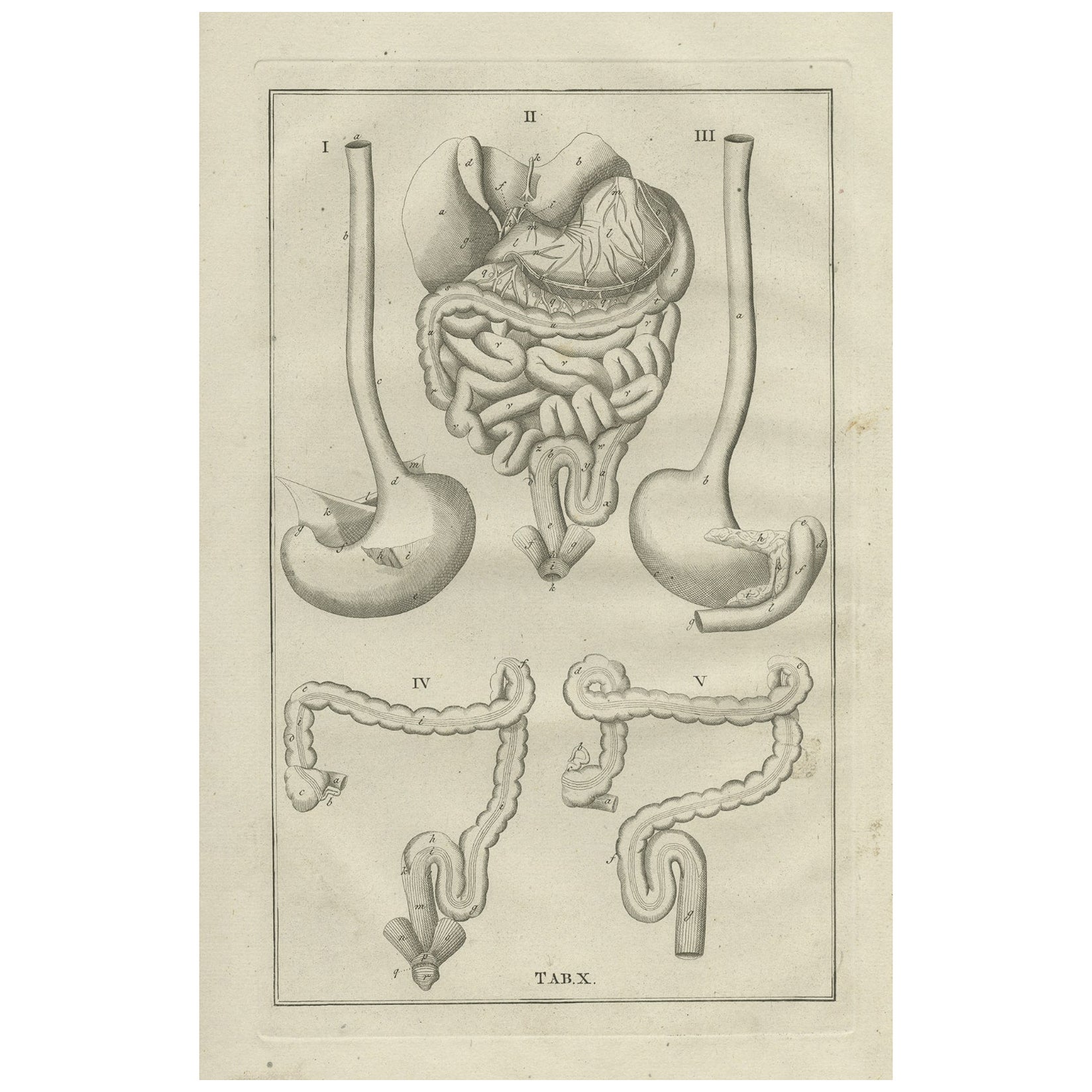 Antiker Anatomiedruck des Gastrointestinaltraktes, 1798