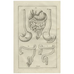 Impression antique d'anatomie du Tract Gastrointestinal, 1798