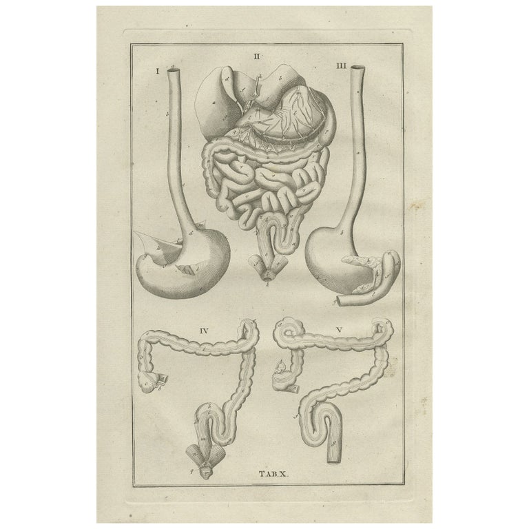 Antique Anatomy Print of the Gastrointestinal Tract, 1798 For Sale at ...