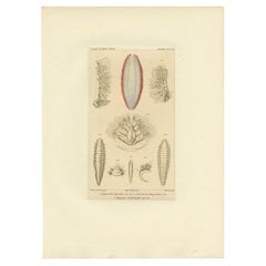 Antiker Druck von verschiedenen Borstenwürmern von Guérin, um 1829