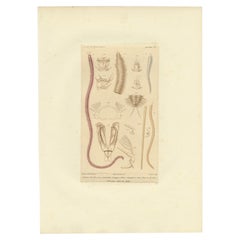 Antique Print of Various Bristle Worms by Guérin, C.1829