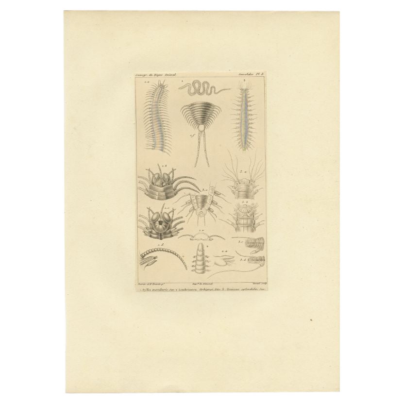 Antique Print of Various Bristle Worms by Guérin, C.1829 For Sale