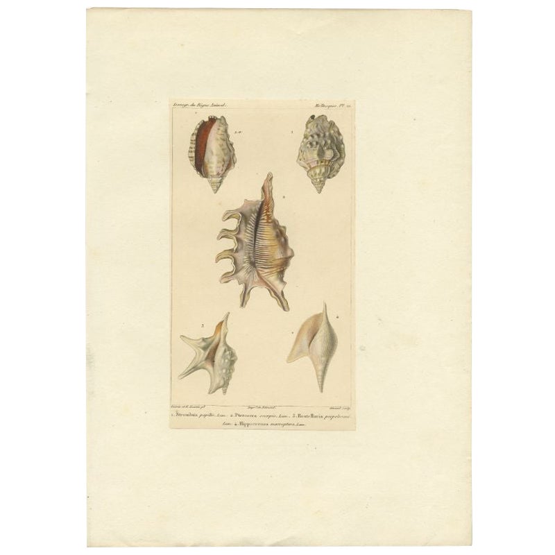 Original Antique Print of Various Conch Shells, c.1829 For Sale