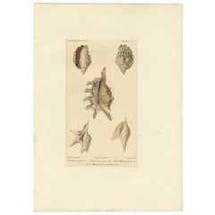 Original Antique Print of Various Conch Shells, c.1829