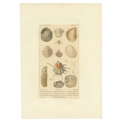 Antique Print of Various Molluscs by Guérin, c.1829
