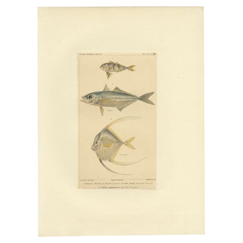 Gravure ancienne de l'homme de guerre et d'autres espèces de poissons, ca.1829