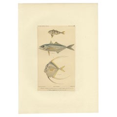 Gravure ancienne de l'homme de guerre et d'autres espèces de poissons, ca.1829