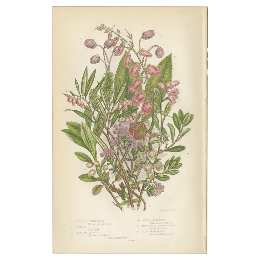 Antique Botany Print of Scottish Menziesia, c.1860