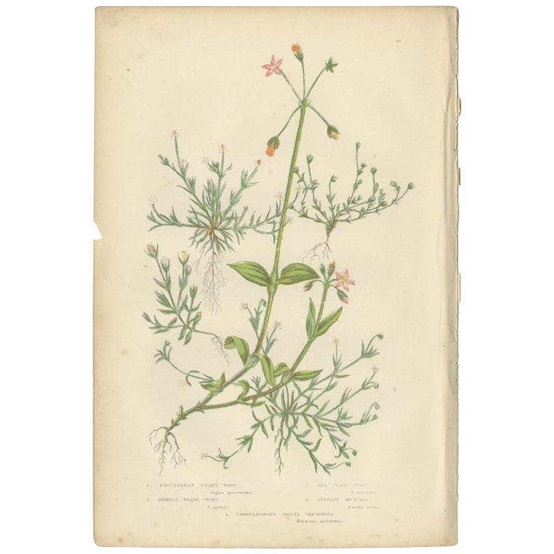 Antique Botany Print of Procumbent Pearl-Wort, c.1860 For Sale