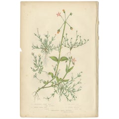 Antiker antiker Botanikdruck aus perlenbesetztem Perlmutt, um 1860