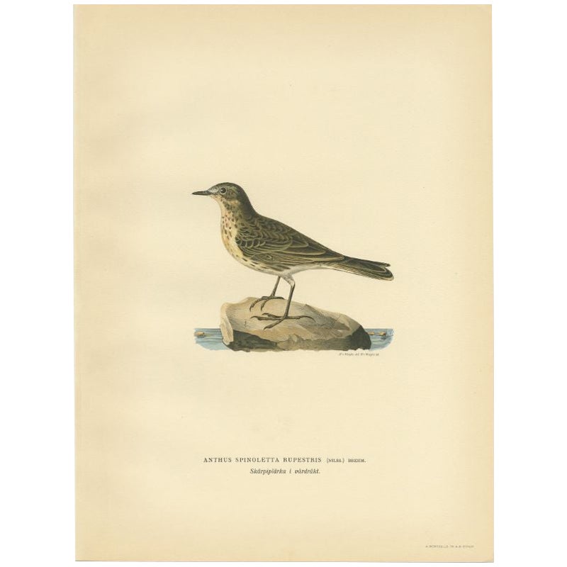 Nice Antique Bird Print of the Water Pipit, 1927