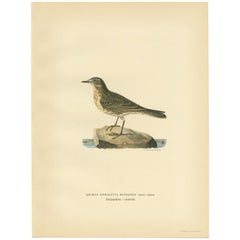 Schöner antiker Vogeldruck des Wasserpfeifens, 1927