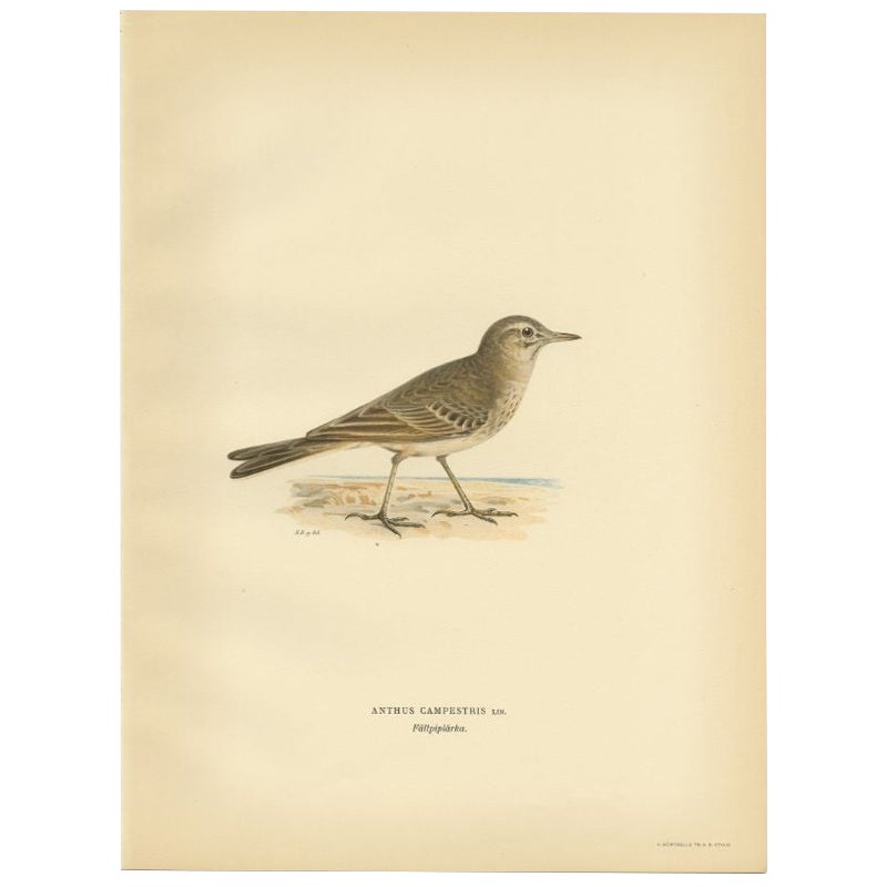 Beautiful Antique Bird Print of the Tawny Pipit, 1927