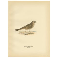 Magnifique imprimé ancien d'oiseau du pipet touffeté, 1927