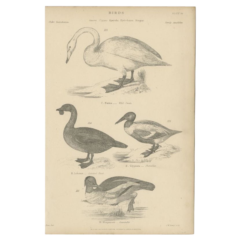 Antique Bird Print of the Wild Swan and Other Birds, C.1860 For Sale