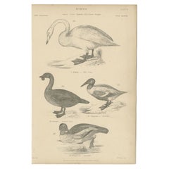Antiker antiker Vogeldruck des Wildschwens und anderer Vögel, um 1860