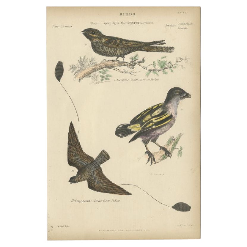 Stampa antica di uccelli con il succhiatore di capre Leona e altri uccelli, 1860 ca.