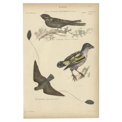 Impression oiseau ancienne du chouette de chèvre Léonard et autres oiseaux, vers 1860