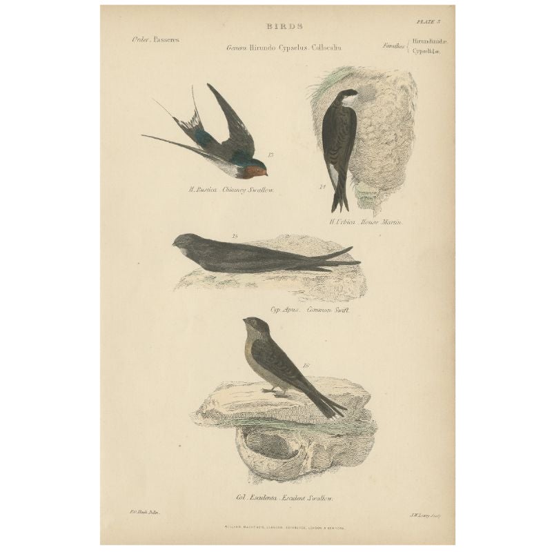 Antique Bird Print of the House Martin and Other Birds. ca.1860 For Sale