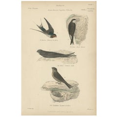 Antique Bird Print of the House Martin and Other Birds. ca.1860