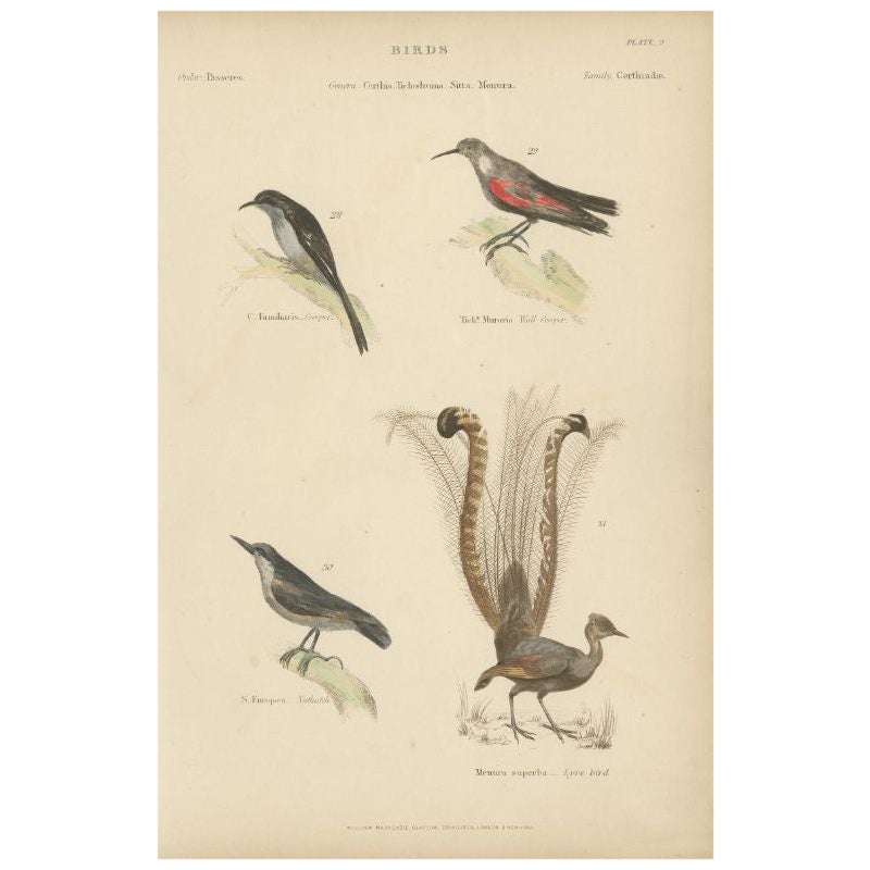 Antique Bird Print of the Creeper and Other Birds, C.1860 For Sale