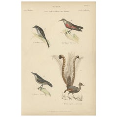 Antiker antiker Vogeldruck des Kreppers und anderer Vögel, um 1860