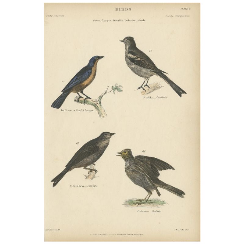 Antique Bird Print of the Skylark and Other Birds, c.1860 For Sale