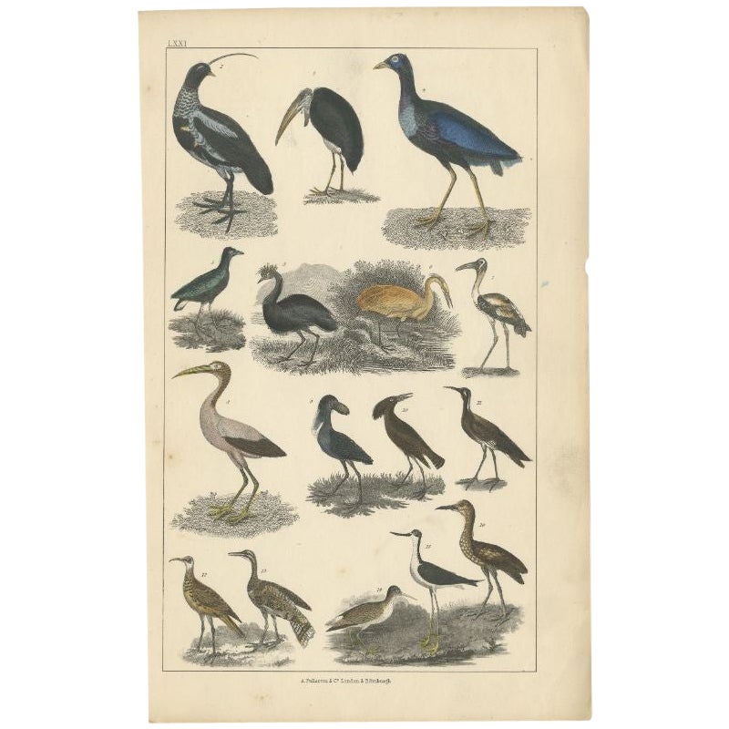 Grabado antiguo de varias especies de aves, c.1852