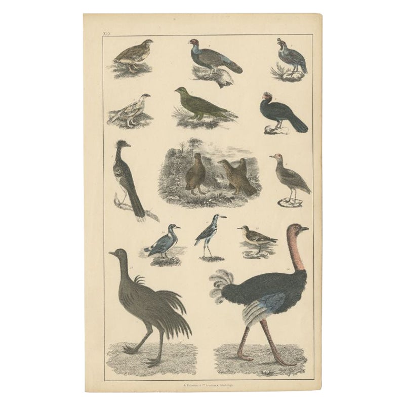 Antiker antiker Vogeldruck mit verschiedenen Vogelexemplaren, darunter ein Strauß, um 1850