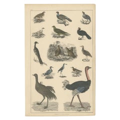 Antique Bird Print of Various Bird Species, Incl an Ostrich, c.1852