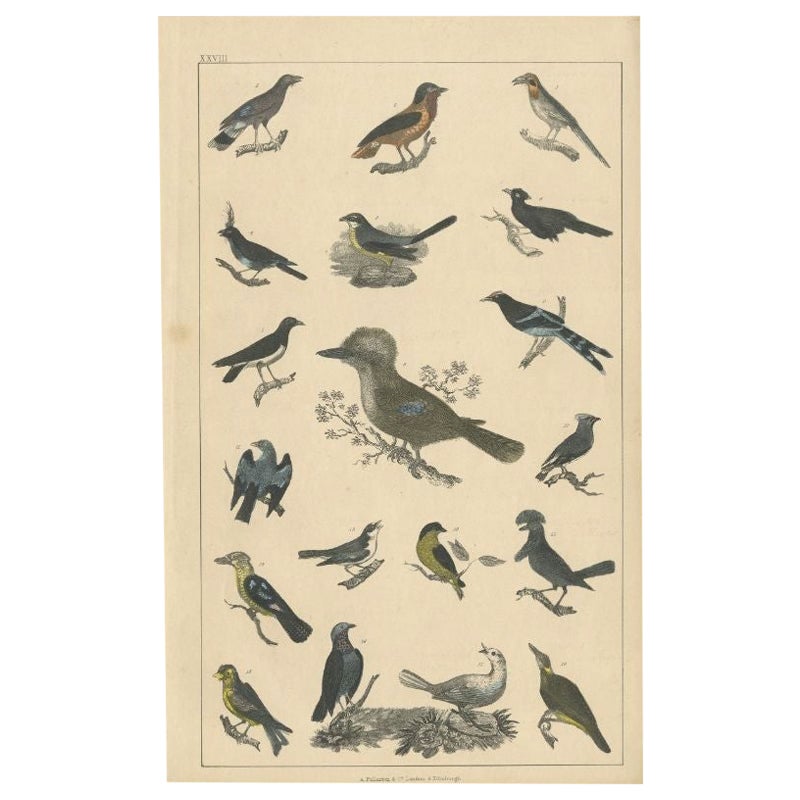 Gravure ancienne de diverses espèces d'oiseaux, c.1852