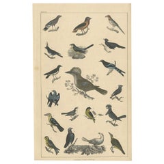 Antique Bird Print of Various Bird Species, c.1852