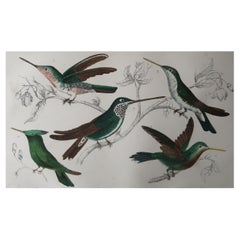 Original Antique Print of Hummingbirds, 1847, Unframed