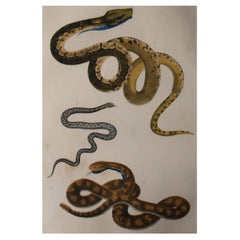 Original Antique Print of Snakes, 1847 'Unframed'