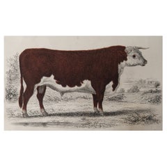 Original Antique Print of a Hereford Bull, 1847 'Unframed'