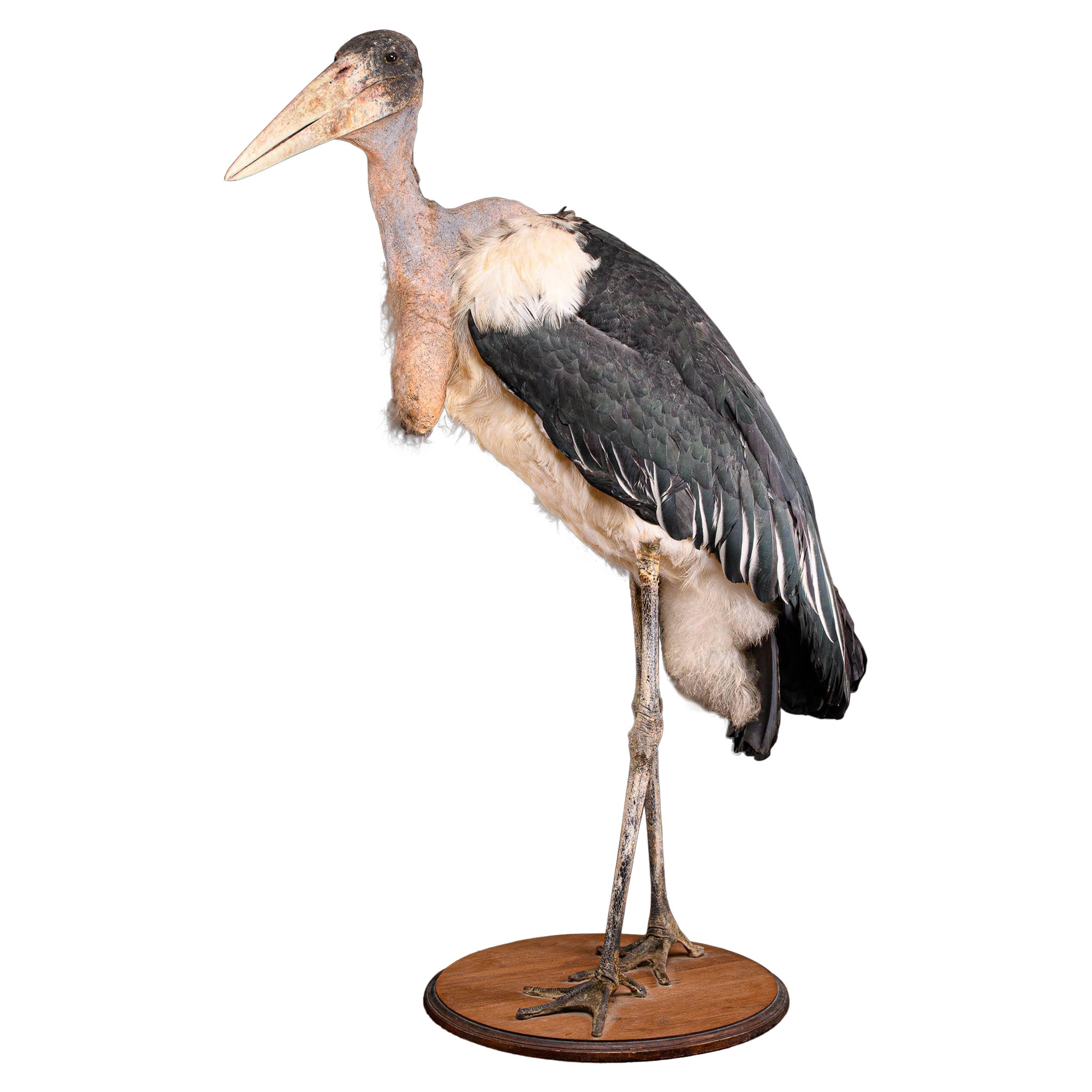 Marabou Stork 'Leptoptilos Crumenifer' Taxidermy on a Round Wooden Bas