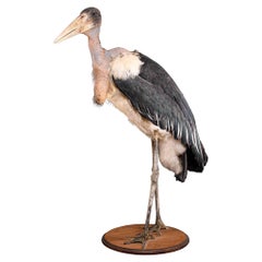 Taxidermie Marabou Stork « Leptoptilos Crumenifer » sur un socle rond en bois