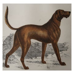 Original Antique Print of An English Sporting Dog, 1847 'Unframed'