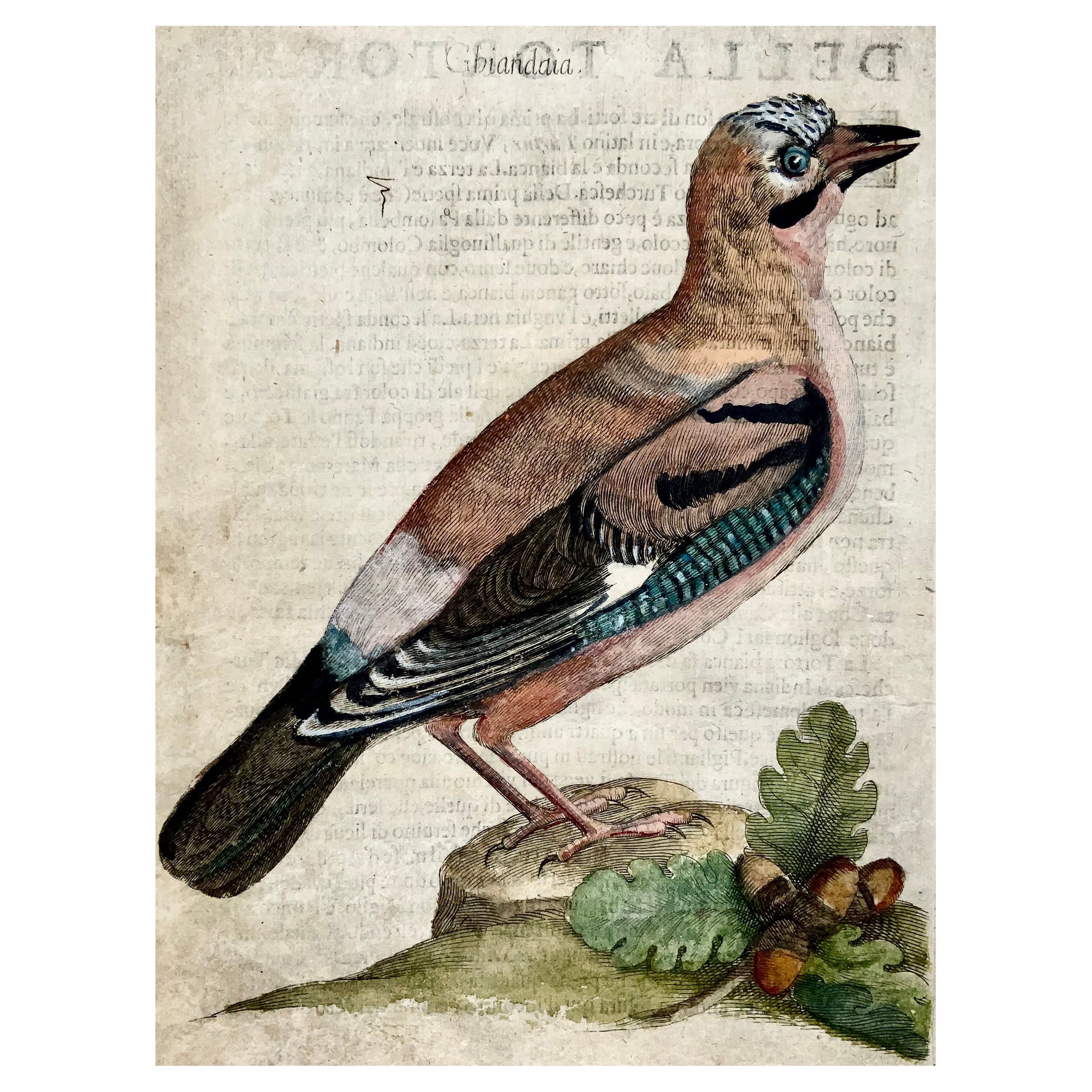 Jay, Ornithology, Antonio Tempesta; Fr. Villamena, Master Engraving For Sale