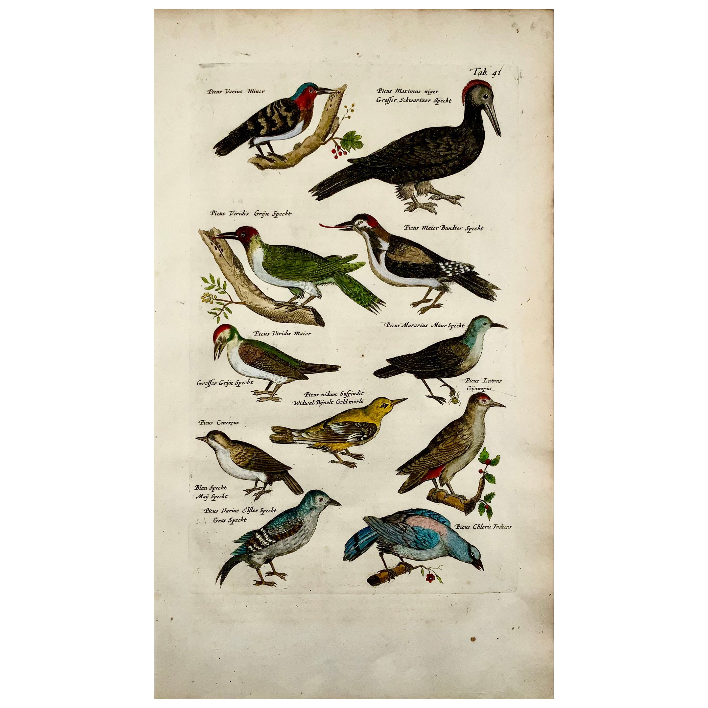 1657 Matthaus Merian, Picus Woodpeckers, Oiseaux, Folio raffiné en couleur fait main en vente