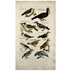1657 Matthaus Merian, Woodpeckers Picus, Birds, Fine Folio in Hand Color