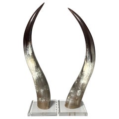 Pair of Natural Steer Horns on Lucite Bases