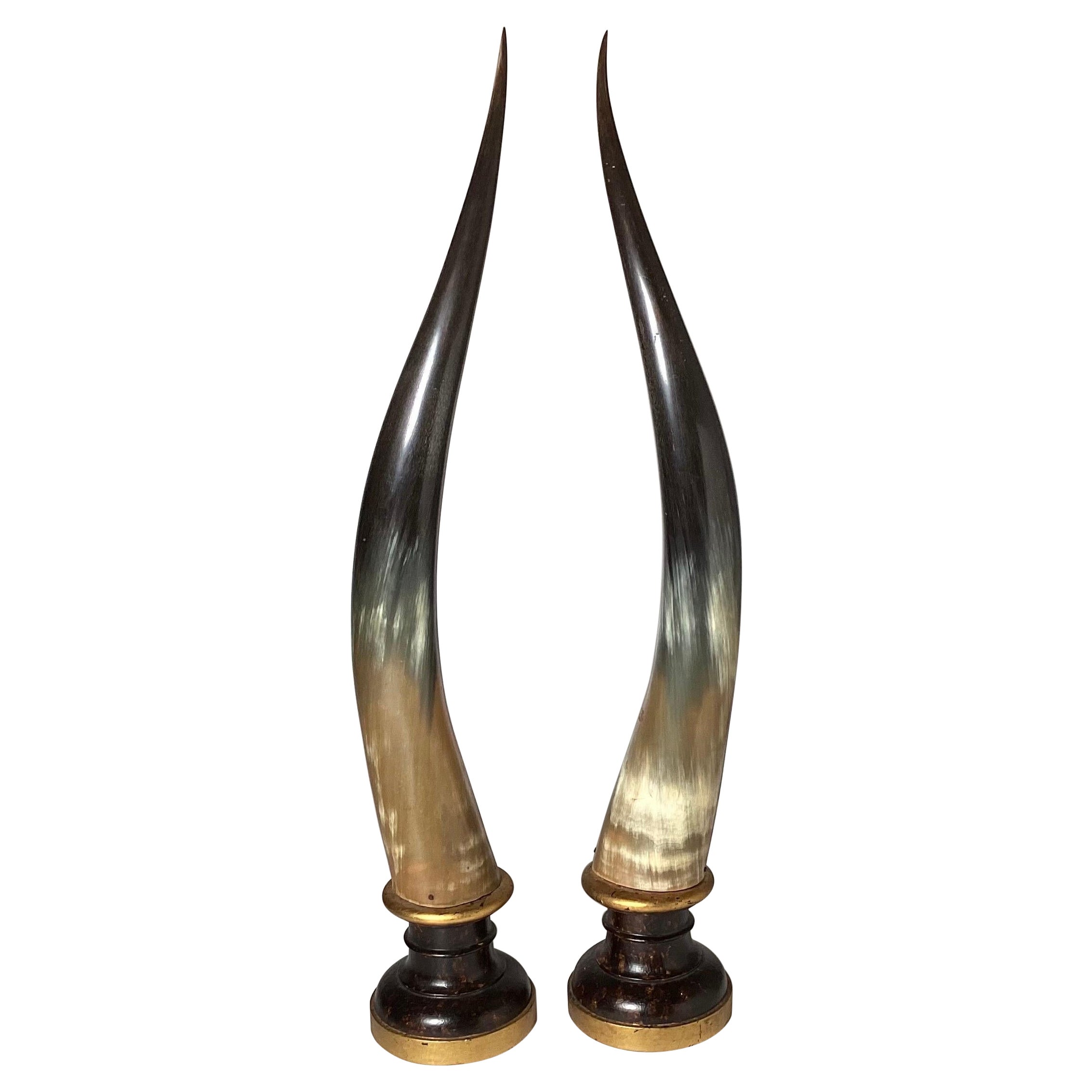 Elegant Pair of Steer Horns on Wood Plinth Bases, Italy Mid-20th Century