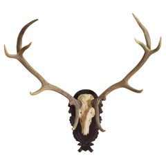 European Mule Deer Mount on Carved Oak Plaque, Early 20th Century