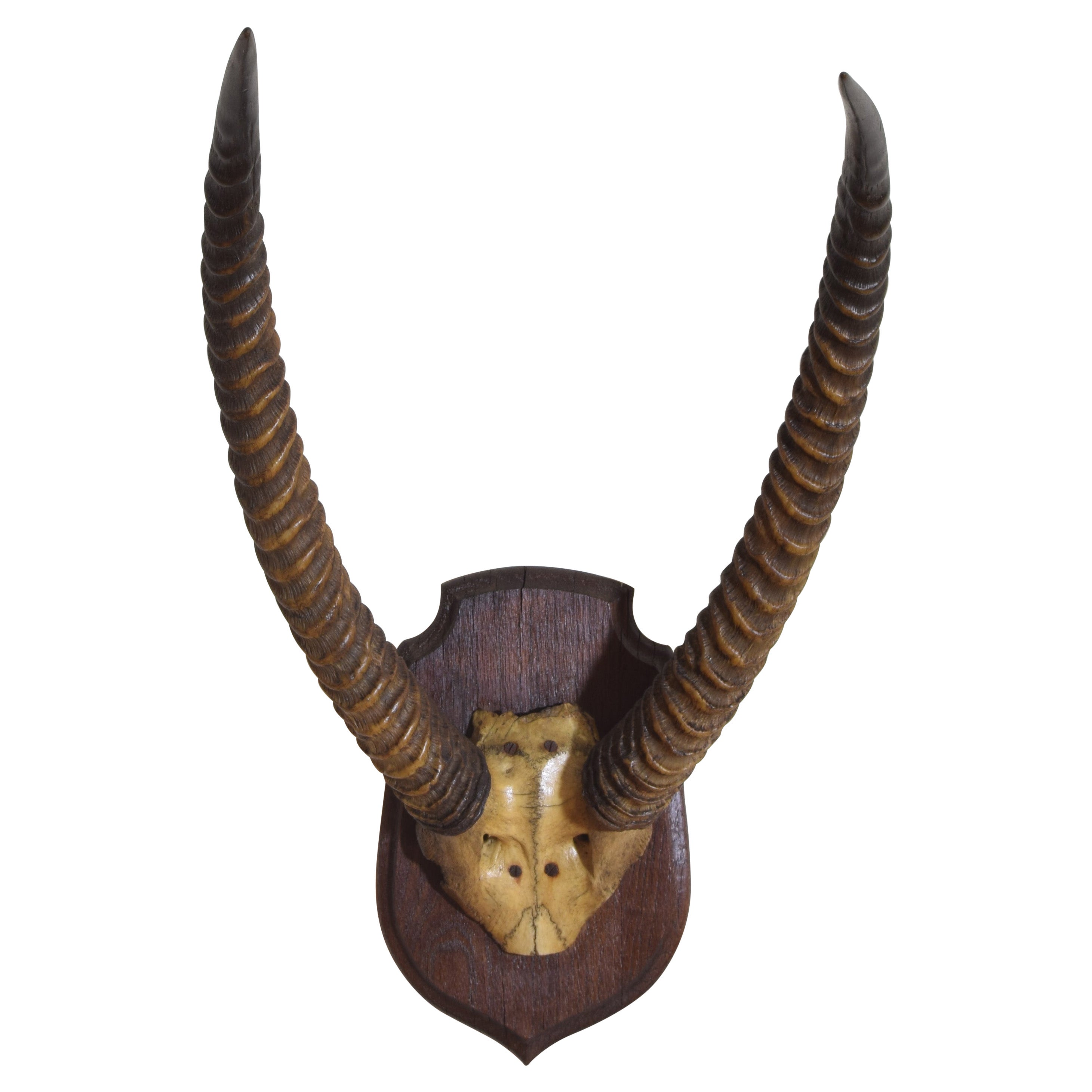 African Reedbuck Mount on Shaped Oak Plaque, Early 20th Century