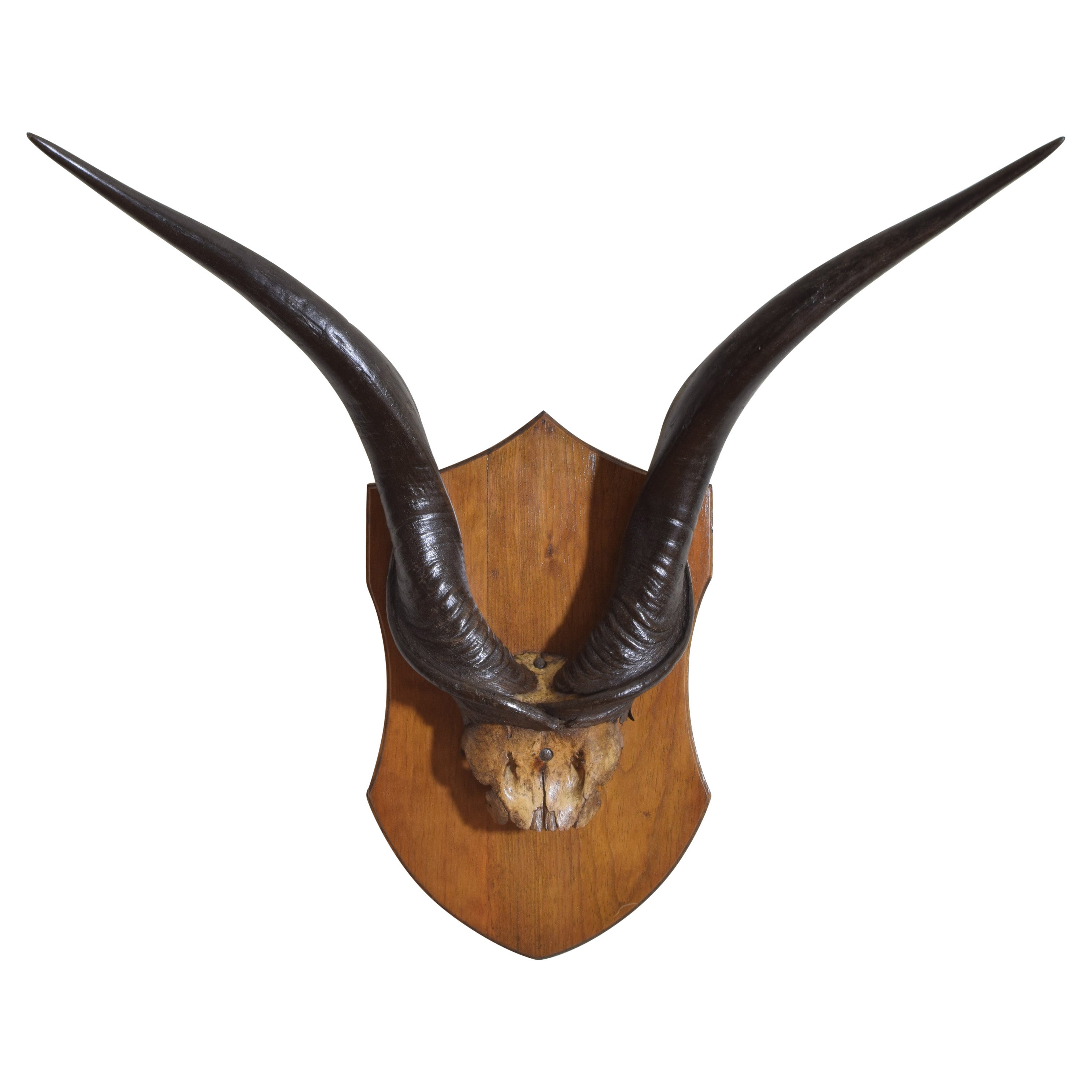 African Eland Mount on Shaped Oak Plaque, Early 20th Century For Sale