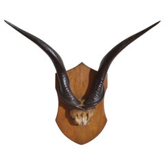 Antique African Eland Mount on Shaped Oak Plaque, Early 20th Century